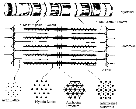 muscle fibril